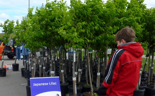 Kelowna offers homeowners discounts on trees - image