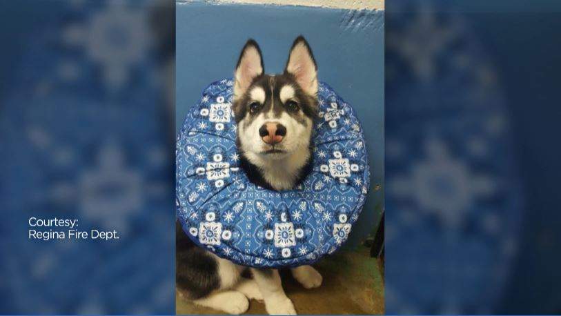 Chopper feeling better after being rescued.