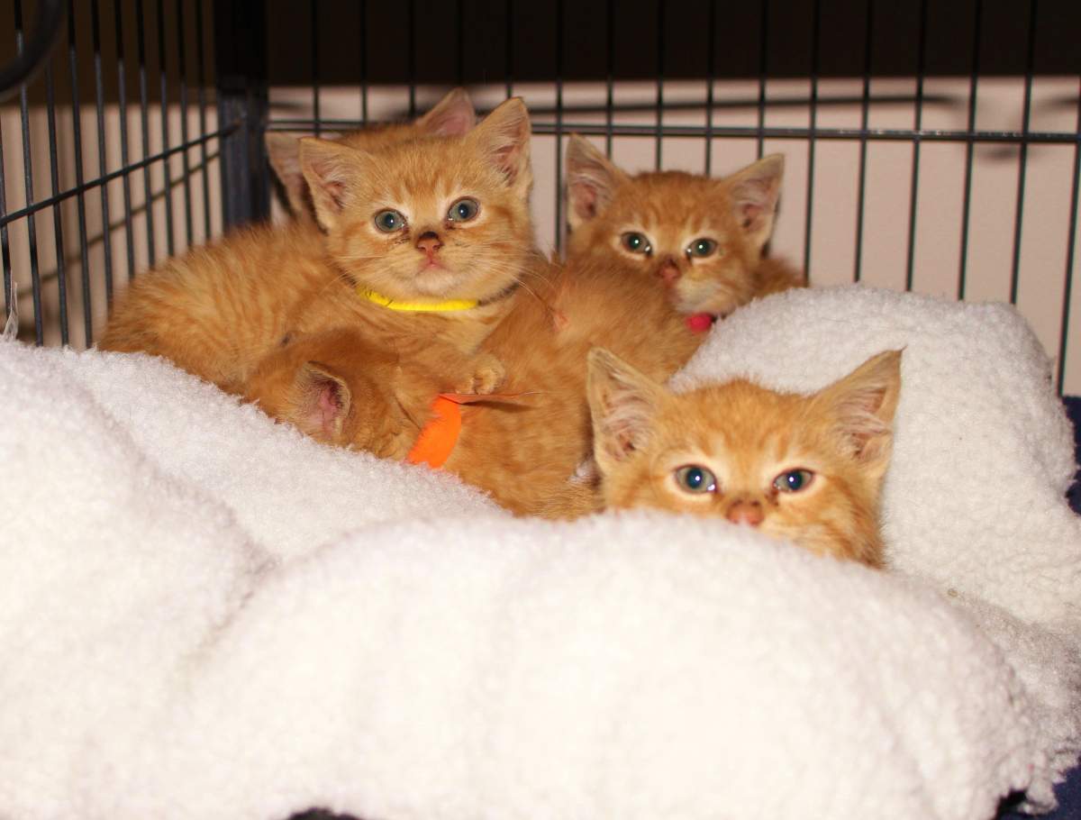 The Nova Scotia SPCA says all 17 of the cats and kittens they seized from a home last year have been rehabilitated and adopted.