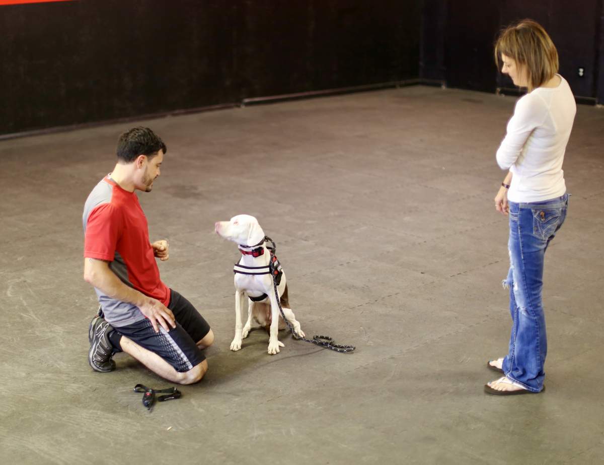 Being blind and deaf doesn’t stop this therapy dog from doing her job - image