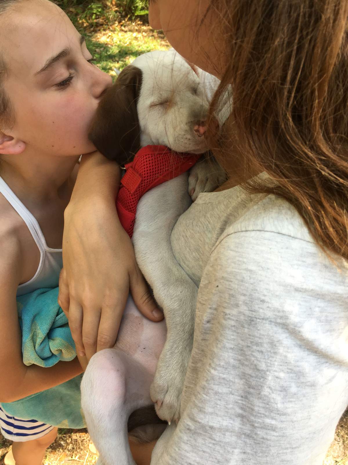 Being blind and deaf doesn’t stop this therapy dog from doing her job - image