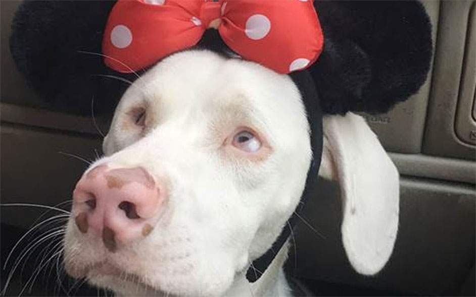 Being blind and deaf doesn’t stop this therapy dog from doing her job - image
