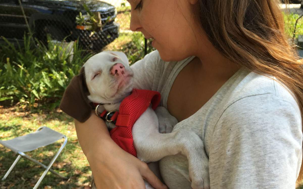 Ruby, a Louisiana Catahoula Leopard breed, is a blind and deaf therapy dog from Florida.