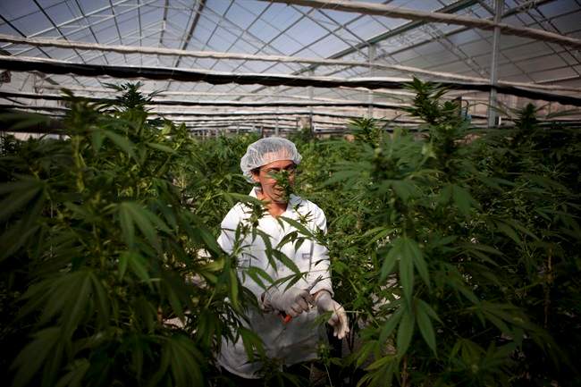 Delta Mayor Lois Jackson fears prime agricultural land will be overrun with greenhouses once legalization is in place.