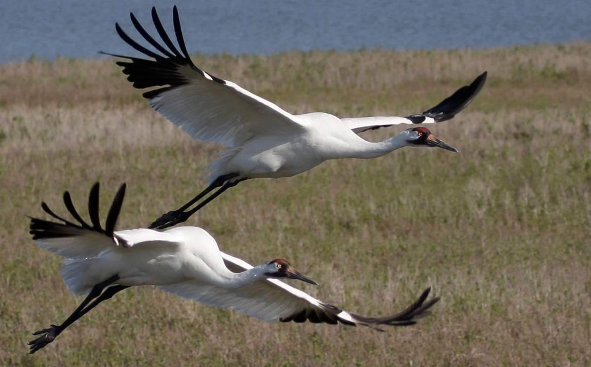 Federal government announces $60M funding to restore Wood Buffalo National Park - image