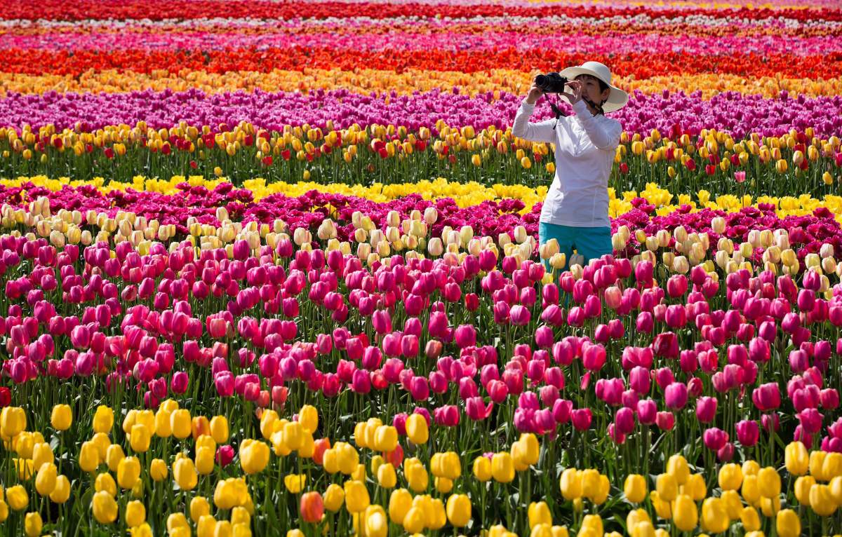 Tulips in bloom at the 2016 Abbotsford Tulip Festival.