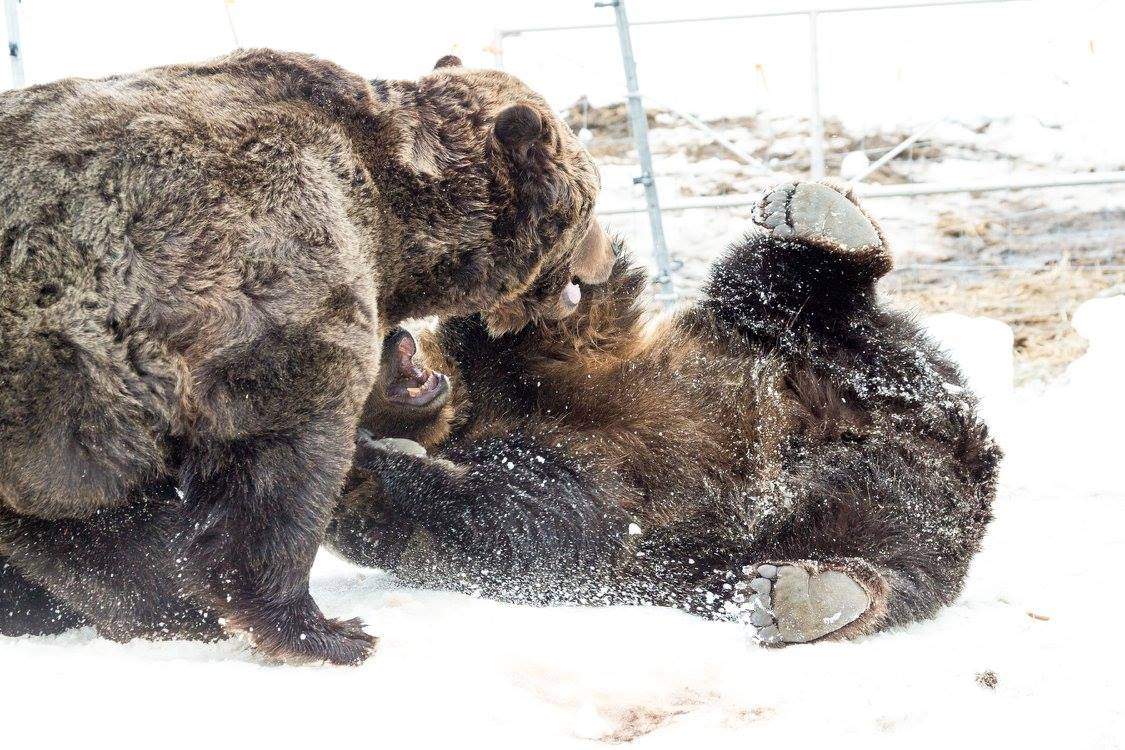 PHOTOS: Grouse Mountain grizzly bears emerge from hibernation - image