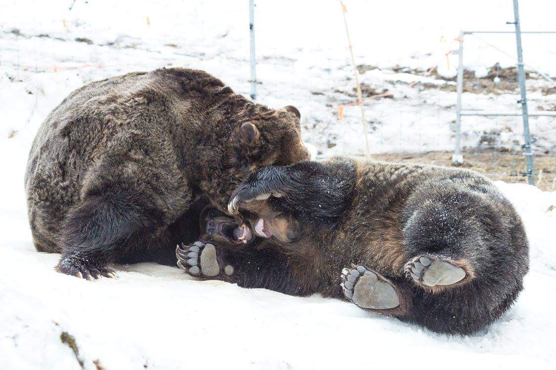 PHOTOS: Grouse Mountain grizzly bears emerge from hibernation - image