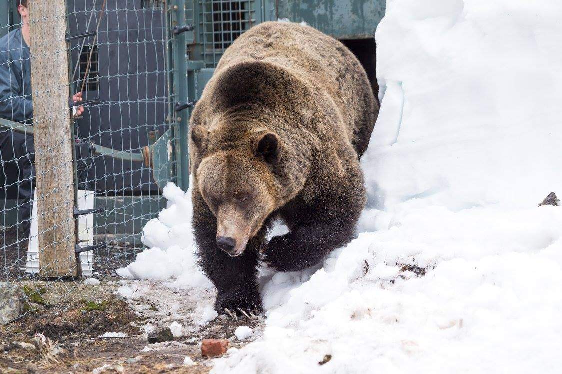 PHOTOS: Grouse Mountain grizzly bears emerge from hibernation - image