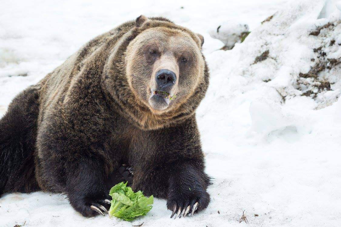 PHOTOS: Grouse Mountain grizzly bears emerge from hibernation - image