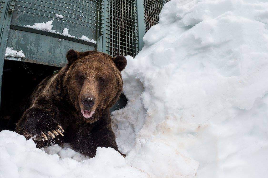 PHOTOS: Grouse Mountain grizzly bears emerge from hibernation - image
