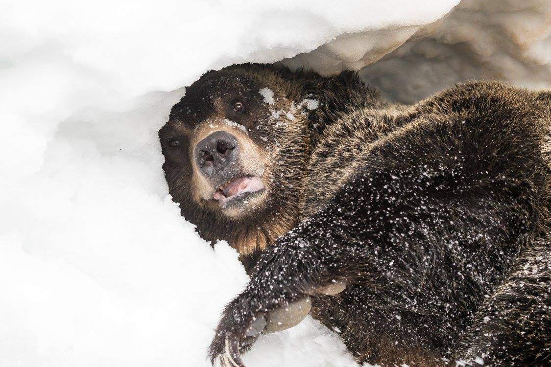 PHOTOS: Grouse Mountain grizzly bears emerge from hibernation - image