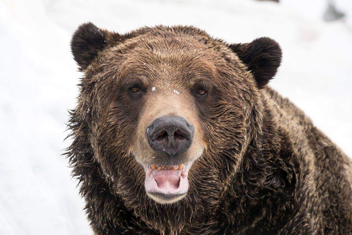 PHOTOS: Grouse Mountain grizzly bears emerge from hibernation - image