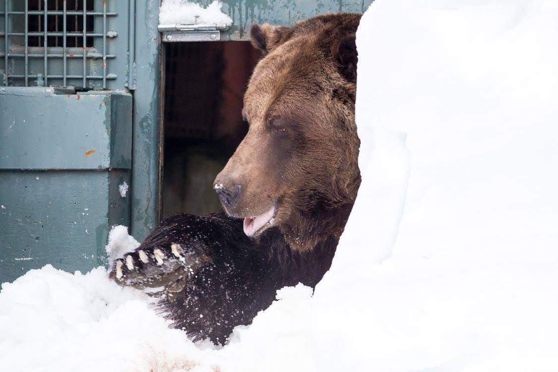 PHOTOS: Grouse Mountain grizzly bears emerge from hibernation - image