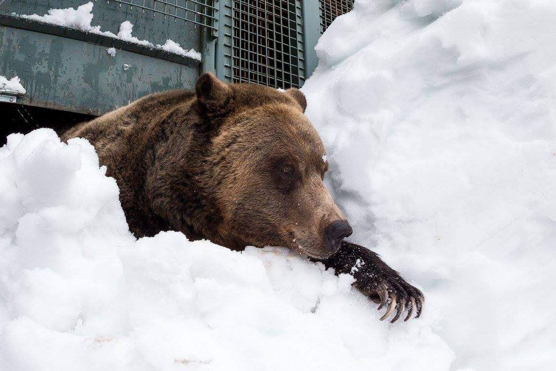 PHOTOS: Grouse Mountain grizzly bears emerge from hibernation - image