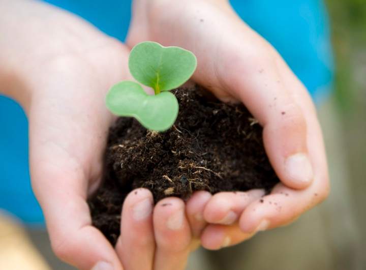 Tree planting initiative gets $170K funding boost - image