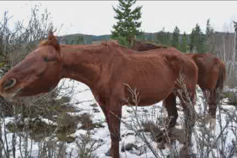 Gary Roberts was convicted of neglecting his horses.