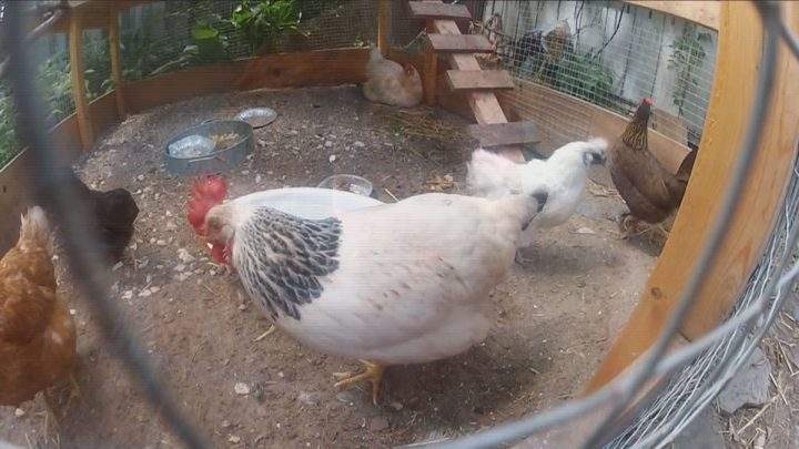 Backyard chicken pilot project defeated in Saskatoon - image