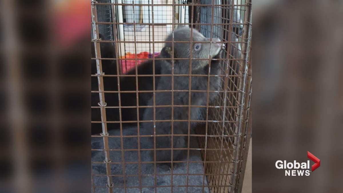 One of three bear cubs found trapped in a bathroom in Banff.