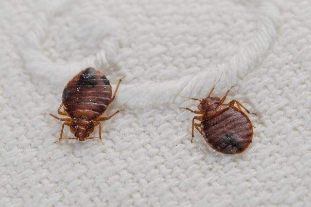 Bed bugs can be found anywhere and their presence is not determined by the cleanliness of living conditions, the CDC says.