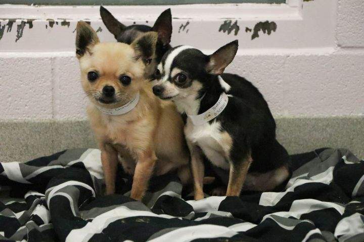 The Calgary Humane Society released photos of some of the 88 dogs seized from a Lethbridge home on March 24, 2017.