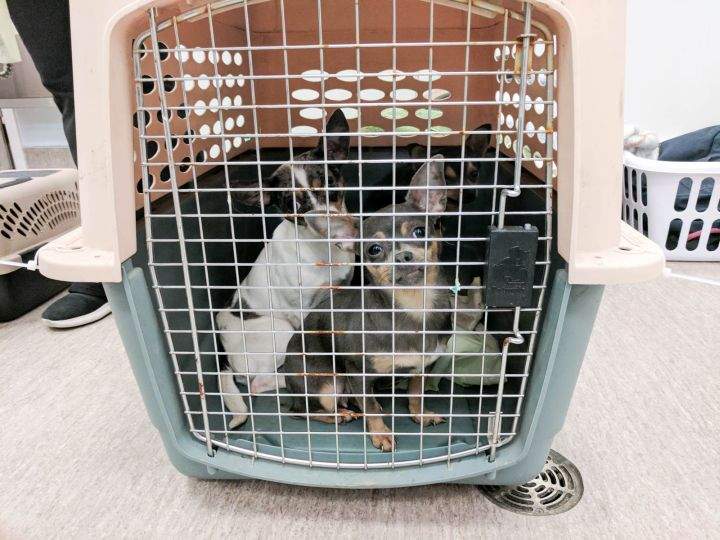 The Calgary Humane Society released photos of some of the 88 dogs seized from a Lethbridge home on March 24, 2017.
