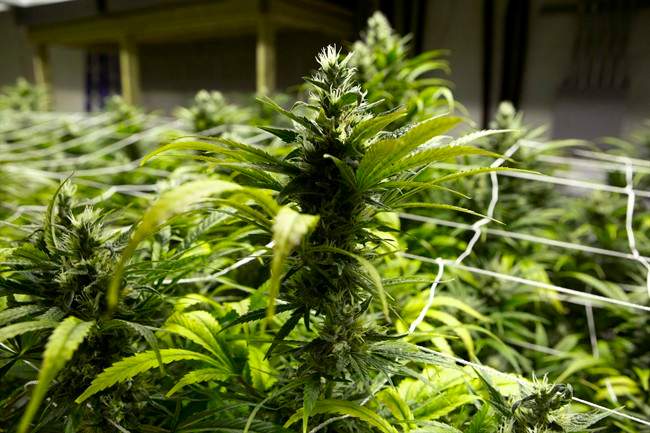 File photo. Surrey firefighters say there were multiple marijuana plants in the home which had a valid medical marijuana license.