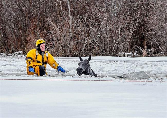 A firefighter rescues a horse that fell through the ice near Hythe, Alta., Sunday, April 16, 2017.
