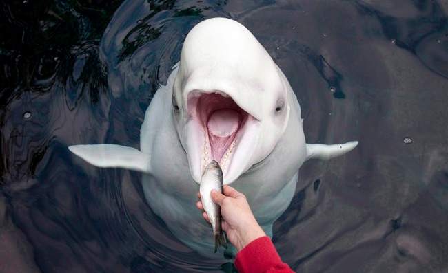 Qila, a beluga whale at the Vancouver Aquarium receives a freshly prepared herring from trainer Katie Becker during a feeding at the aquarium in Vancouver.