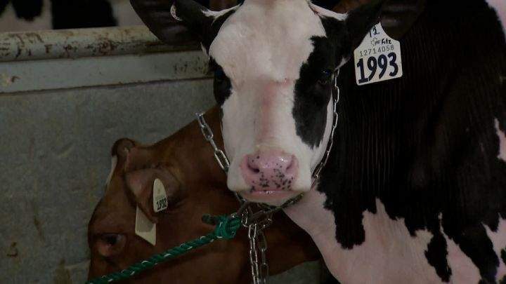Canadian dairy farmers defend industry after trade tirade by U.S. President Trump - image