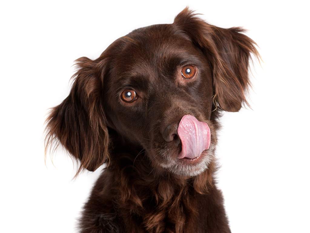 In a recent university study, scientists discovered that dogs can read human perception and interpret our behaviours better than previously thought. 