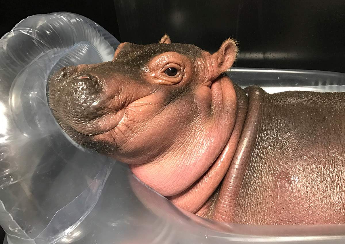 In this March 28, 2017 photo provided by the Cincinnati Zoo & Botanical Gardens, Fiona a prematurely born hippopotamus, rests in her quarantine enclosure at the Cincinnati Zoo & Botanical Gardens in Cincinnati.