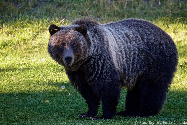 Bear 148