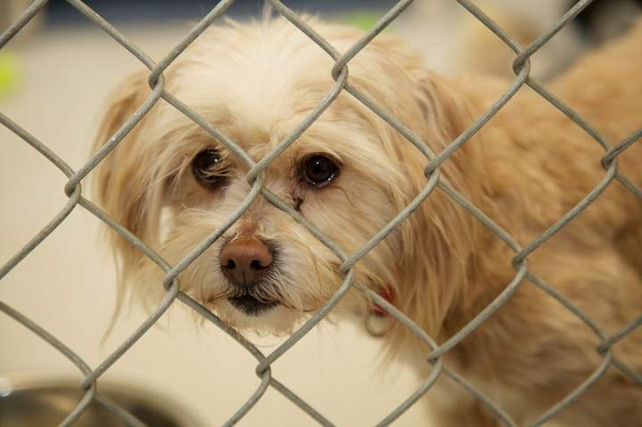 BC SPCA is considering charges of animal cruelty after removing 24 small dogs and puppies and six cats from a breeding operation near Lillooet, B.C. 