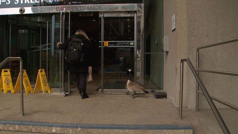 Canada Goose ‘Lucy’ returns to roost at Calgary City Hall - image