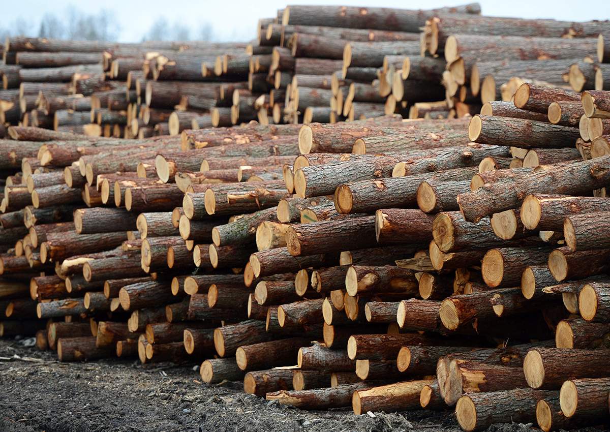 Logs are stacked at Murray Brothers Lumber Company woodlot in Madawaska, Ont. on Tuesday April 25, 2017.