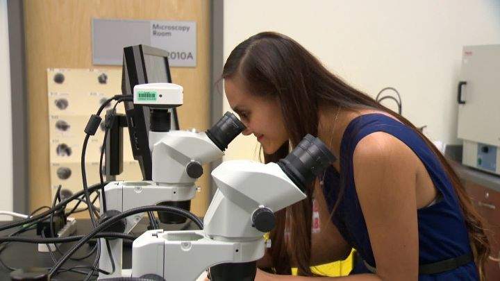 A student looking at snail under a microscope in the MRU biological psychology lab.