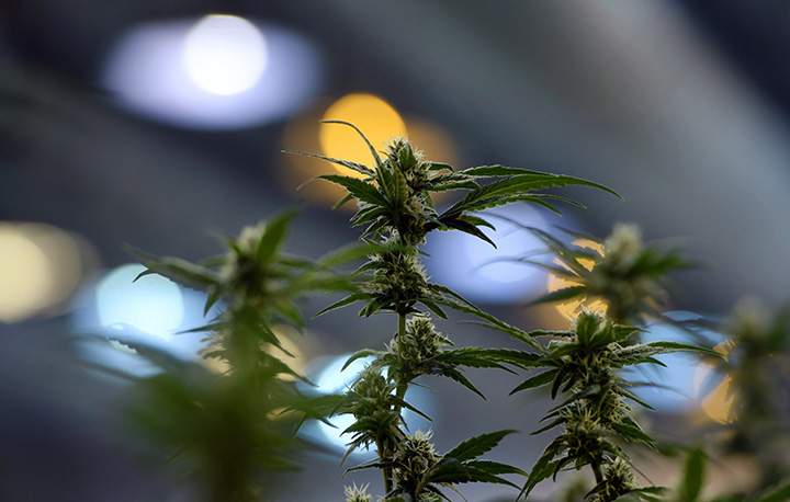 Flowering marijuana plants are pictured during a tour of Tweed in Smiths Falls, Ont., on Thursday, Jan. 21, 2016.
