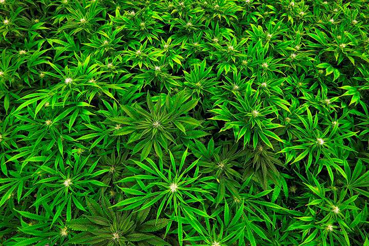 In this Sept. 15, 2015 file photo, marijuana grows at a medical marijuana cultivation center in Albion, Ill. 