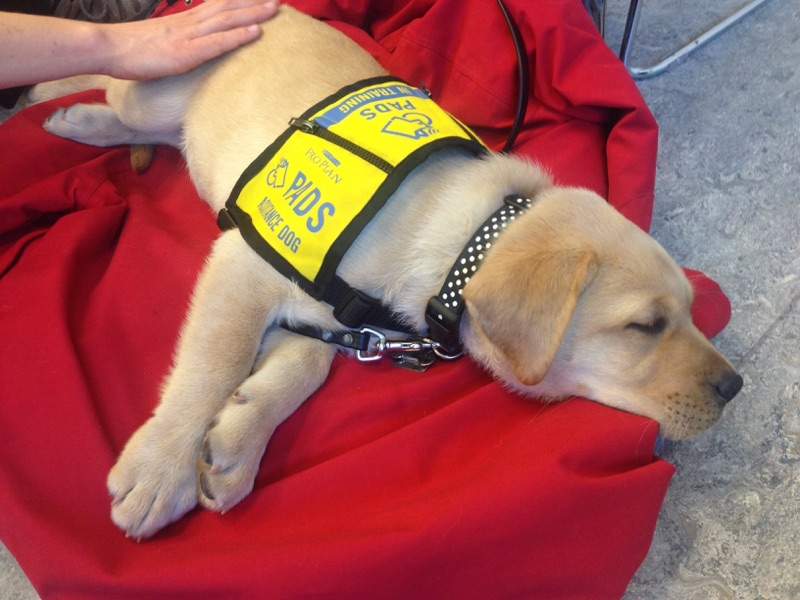 Soon-to-be service dogs visit students at Bow Valley College in Calgary on April 4, 2017.