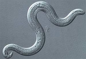 rat lungworm