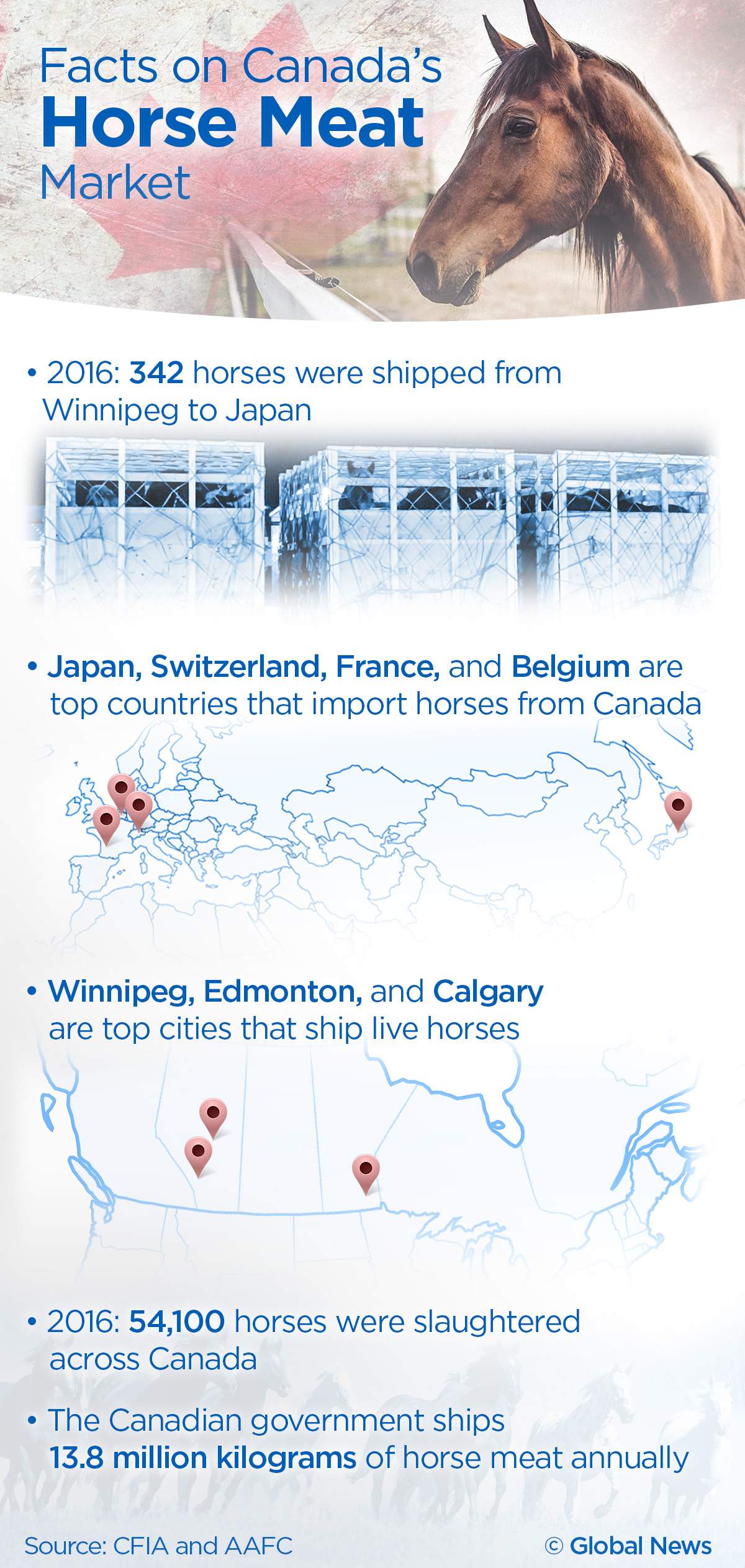 Live horses shipped from Canadian airports to Japan for slaughter - image