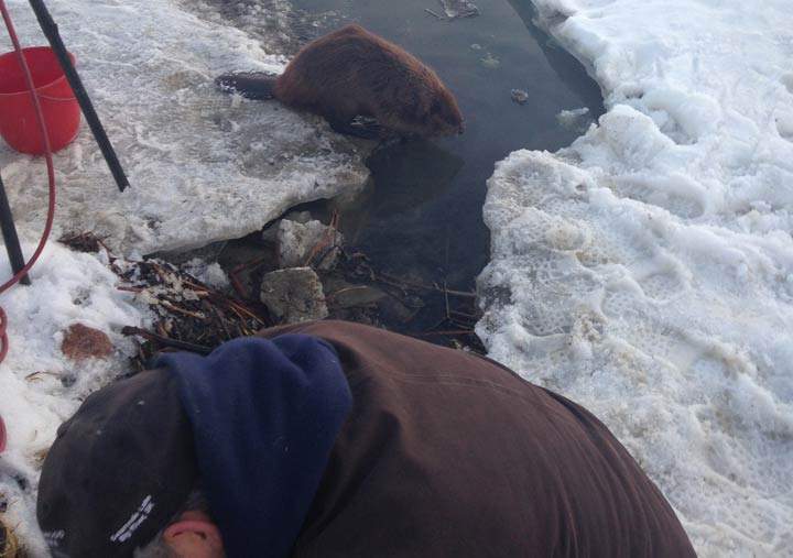April 5: This Your Saskatchewan photo was taken by Sherry Oesch of a beaver hanging out with her husband as he thaws out a culvert at Delaronde Lake.