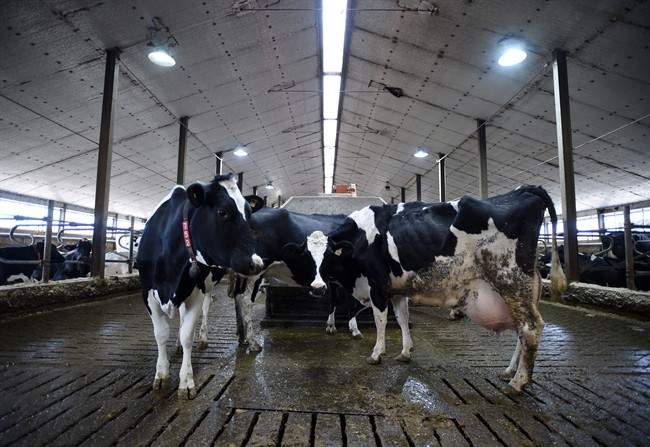 Dairy cows in Canada