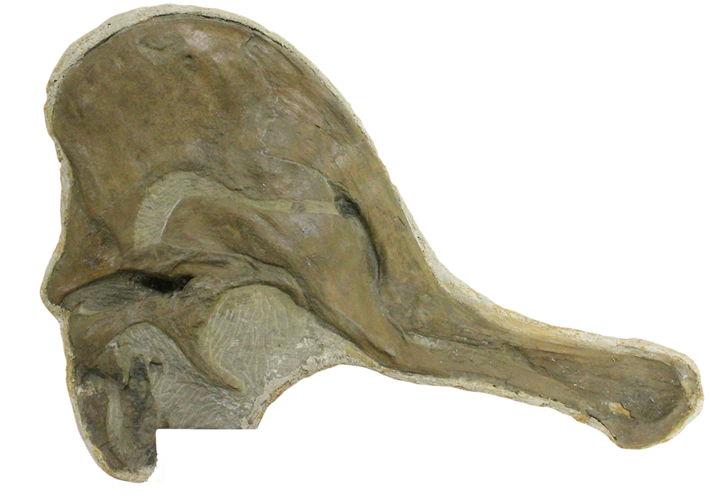 This Corythosaurus' skull was reunited with its body in 2012.