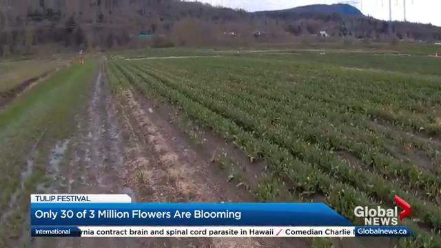 The tulips in Abbotsford on Wednesday.