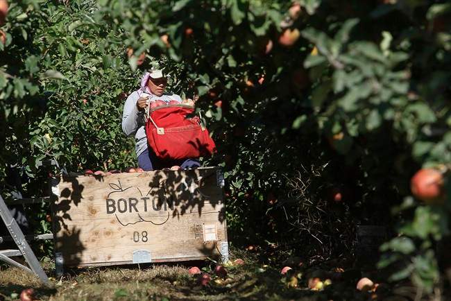 Wages for agriculture workers who harvest crops by hand are going up.