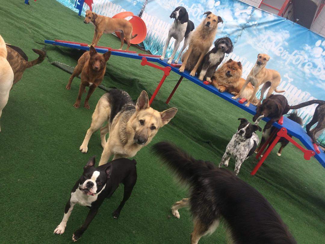 A group photos of dogs in a play area.
