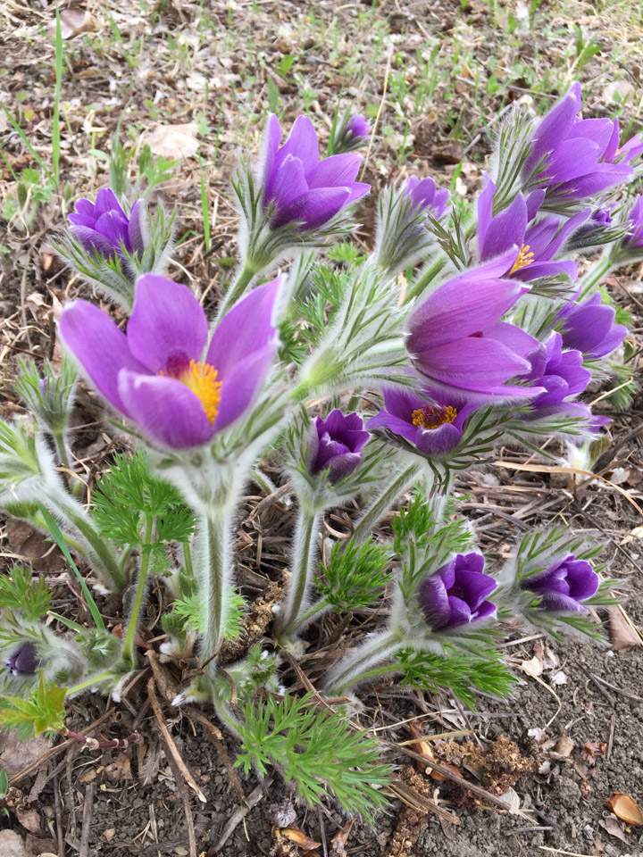 May 9: This Saskatoon Your Saskatchewan photo was snapped by Marilyn Wiggins.