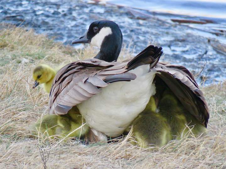 May 12: This Your Saskatchewan photo of eleven goslings tucked under their mother’s wing was taken in Saskatoon by Helen Anderson.